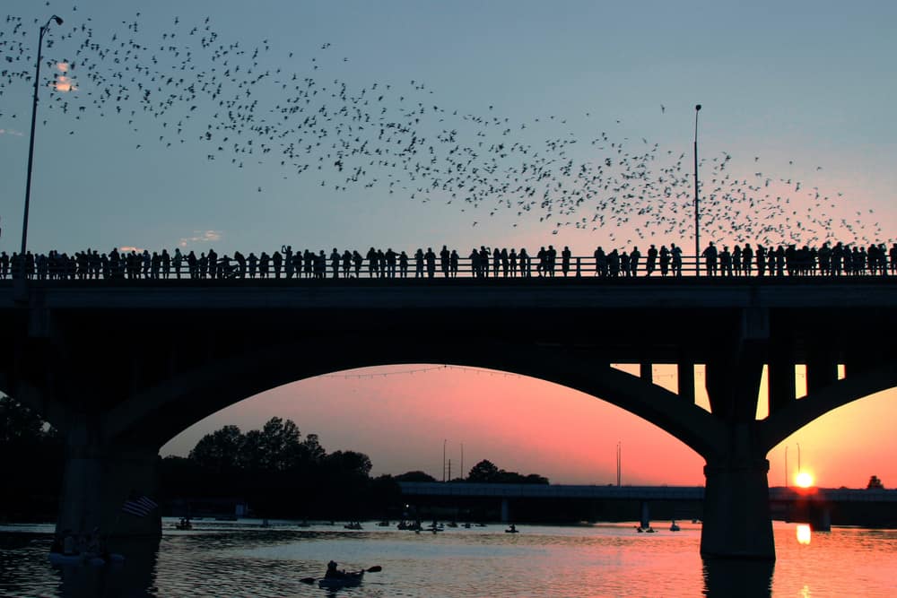 Many people stand along a bridge at sunset. People kayak in the river below. Birds fly in the sky above.