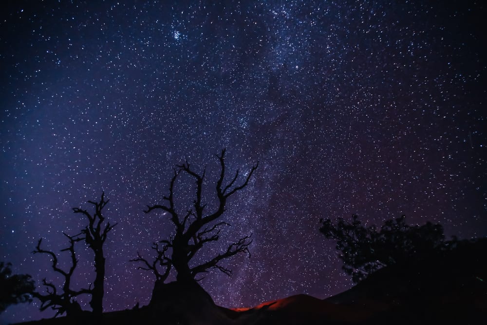 A starry sky is seen with silhouettes of trees.