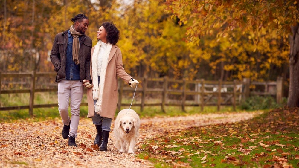 A few walks dog outside, surrounded by fall foliage. width=